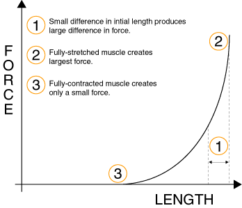 Graph showing muscle performance